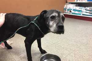 Know Her? Dog Found In LaGrange