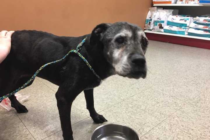 Know Her? Dog Found In LaGrange