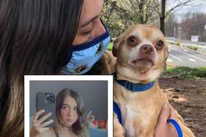 NJ Woman's Brutally Honest Adoption Ad For 'Neurotic Mess' Chihuahua Goes Viral