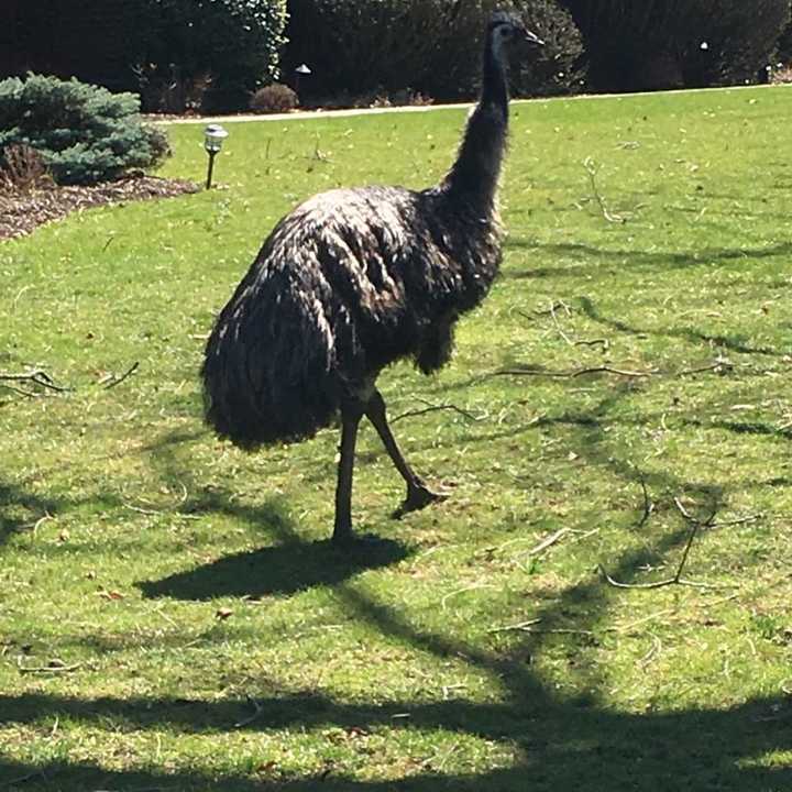 &quot;Ethel&quot; the emu has been returned to her Rockland County home.