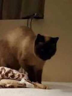 Bootsie The Cat Missing In Carmel