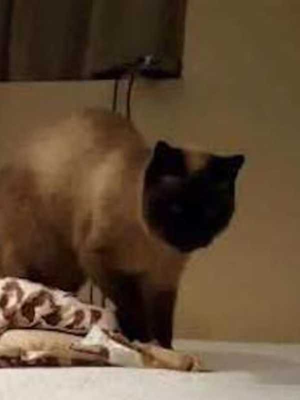 Bootsie The Cat Missing In Carmel