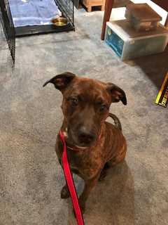Know Him? Dog Found During St. Patrick's Day Parade In Pearl RIver