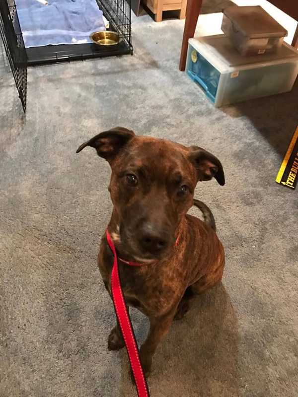 Know Him? Dog Found During St. Patrick's Day Parade In Pearl RIver