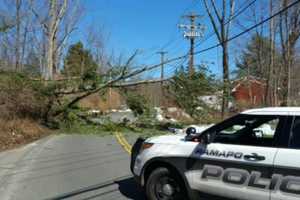 Strong Winds Bring Down Tree In Pomona