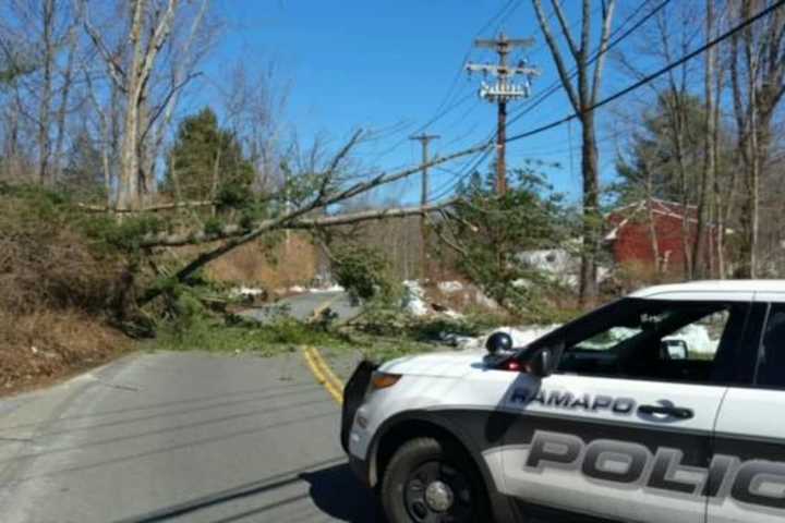 Strong Winds Bring Down Tree In Pomona