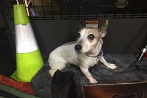 Know Him? Missing Dog Found In Ossining