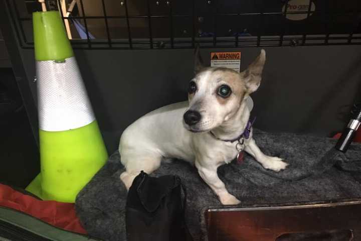 Know Him? Missing Dog Found In Ossining