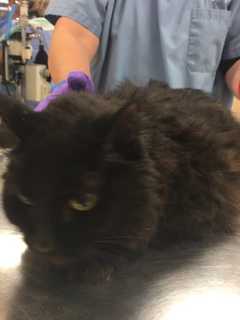 Do You Know Him? Cat Found In Yorktown