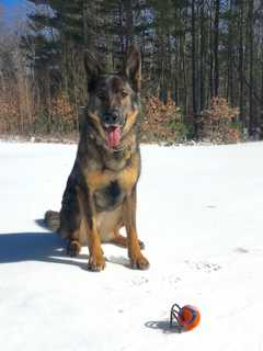 Shelton's Curtiss Ryan Honda Delivers Body Armor For State Police K9