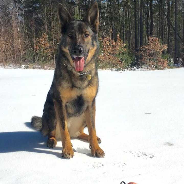 One of Connecticut&#x27;s K9 troopers will be safer thanks to a bulletproof vest donated by Curtiss Ryan Honda.