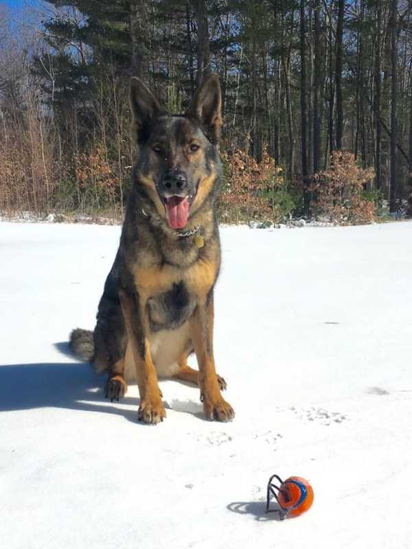 Shelton's Curtiss Ryan Honda Delivers Body Armor For State Police K9