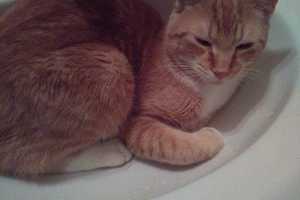 Know Him? Lost Cat Found In Yonkers
