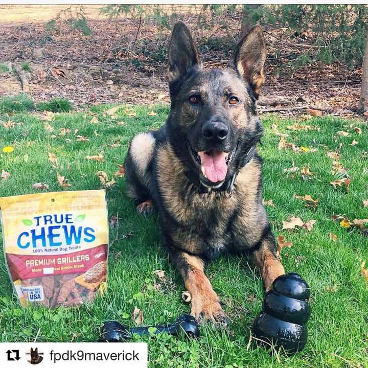 Fairfield K-9 Officer Maverick enjoys some new Kong toys and sirloin steak treats as he celebrates his 3rd birthday on Sunday.