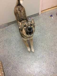 Know Him? Dog Found Near White Plains/Greenburgh Border