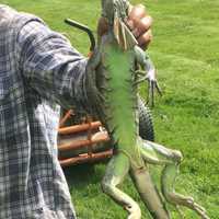 <p>Scott Paness of Nanuet found this iguana in his front yard.</p>