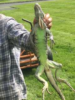 Know It? 4-Foot Long Iguana Found In Nanuet