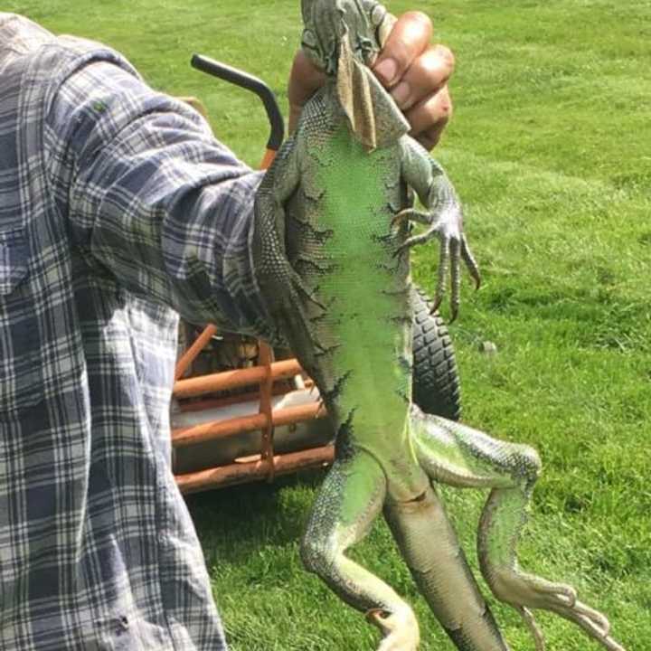 Scott Paness of Nanuet found this iguana in his front yard.