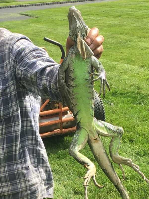 Know It? 4-Foot Long Iguana Found In Rockland