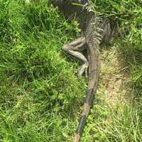 <p>A Nanuet homeowner found this iguana in his front year on Wednesday.</p>