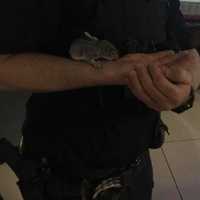 <p>A Ramapo police officer helped rescue &quot;Rocky&quot; the baby squirrel, who was abandoned in a Rockland roadway.</p>