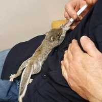 <p>A Ramapo police officer helped rescue &quot;Rocky&quot; the baby squirrel, who was abandoned in a Rockland roadway.</p>