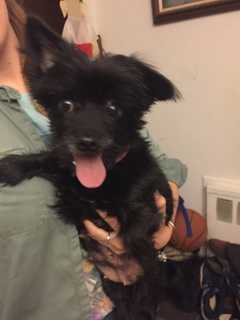 Know Her? Yorkie Mix Found In Ramapo