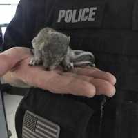 <p>A Ramapo police officer helped rescue &quot;Rocky&quot; the baby squirrel, who was abandoned in a Rockland roadway.</p>