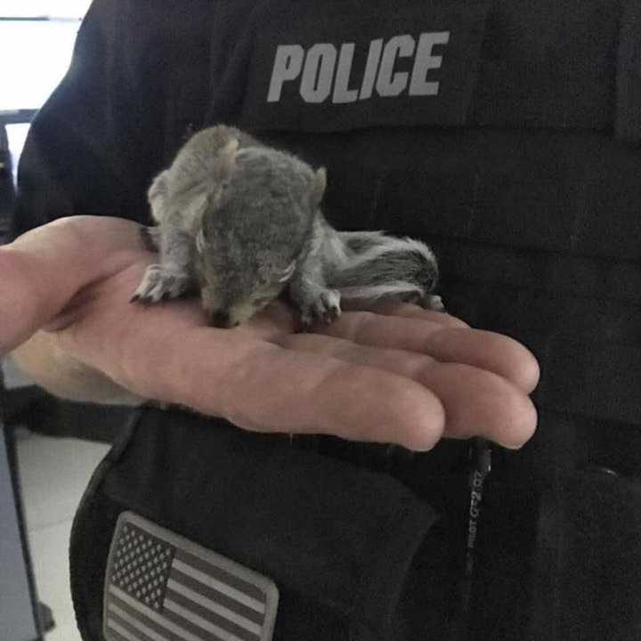 A Ramapo police officer helped rescue &quot;Rocky&quot; the baby squirrel, who was abandoned in a Rockland roadway.