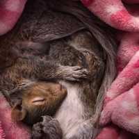 <p>A Ramapo police officer helped rescue &quot;Rocky&quot; the baby squirrel, who was abandoned in a Rockland roadway.</p>