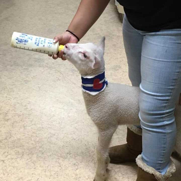 A baby lamb is being cared for by the Franklin Lakes Animal Hospital.