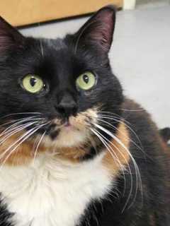 Norwalk PAWS Hopes To Find Pretty Prissy A Forever Home