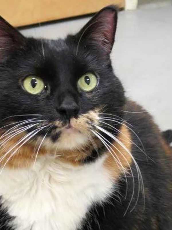 Norwalk PAWS Hopes To Find Pretty Prissy A Forever Home