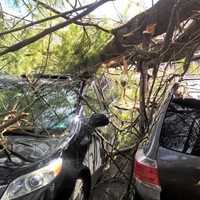 <p>Toppled tree at train station in Glen Rock.</p>