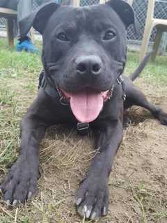 Stop State From Taxing Pet Adoptions, Says Connecticut Humane Society