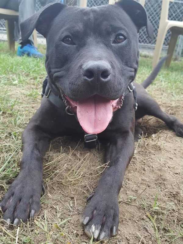Stop State From Taxing Pet Adoptions, Says Connecticut Humane Society