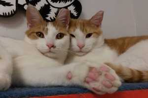 Norwalk PAWS Seeks Home For Brothers Frick And Frack