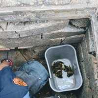 <p>Hackensack firefighters saved ducklings from a storm drain on Tuesday.</p>