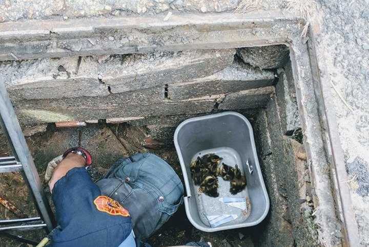 Hackensack firefighters saved ducklings from a storm drain on Tuesday.