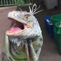 <p>Felix the iguana</p>