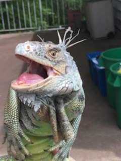 Leapin' Lizard! Unwanted Nanuet Iguana 'Felix' Finds New Home