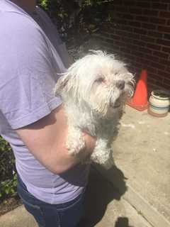 Maltese Rescued After Falling Into Sewer Grate, Ramapo PD Says