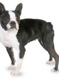 Injured Boston Terrier Found In Ridgefield