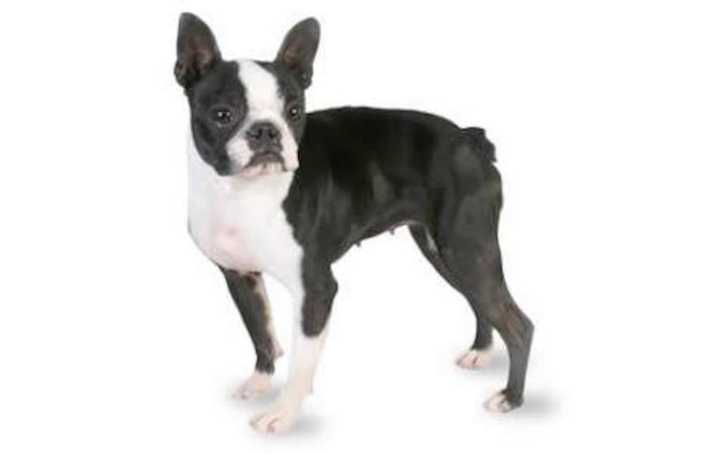 Ridgefield Police found an injured dog that looks similar to this Boston Terrier on Danbury Rd. They are seeking its owner.