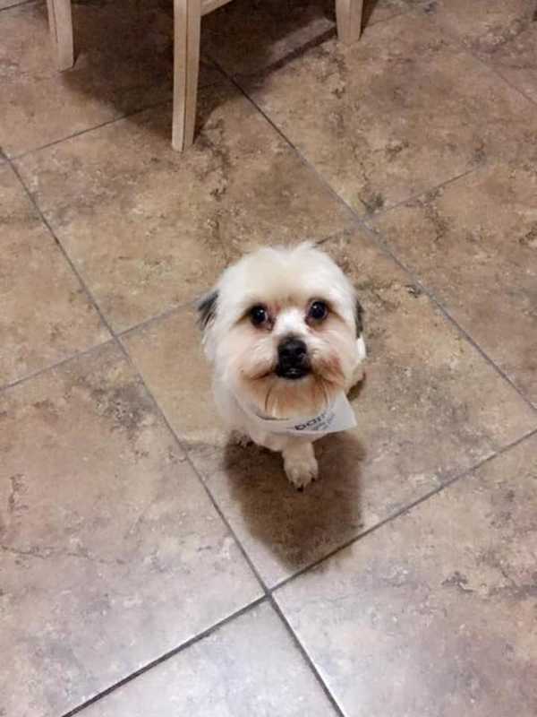 Lost In Yonkers: Family Hopes To Find Spartacus The Dog