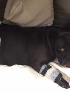 Maddie The Dog Recuperating After Being Hit By Car On I-95 In Westport
