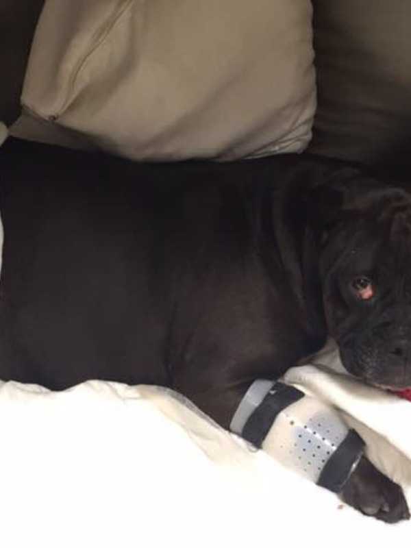 Maddie The Dog Recuperating After Being Hit By Car On I-95 In Westport