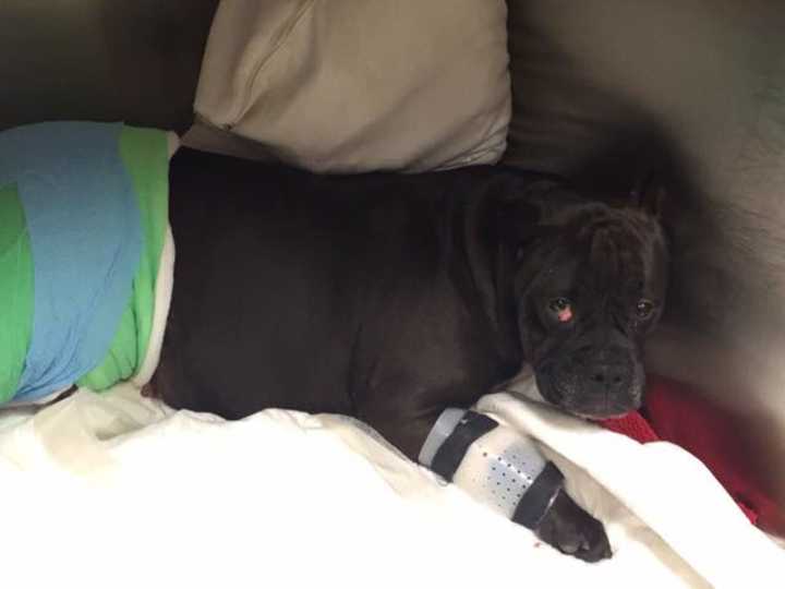 Maddie was found on I-95 in Westport after she was hit by a car.