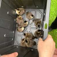 <p>The ducklings following their rescue.</p>