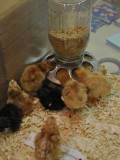 It's A Boy! And A Girl! And Another Boy: Chicks Hatch In Danbury Classroom